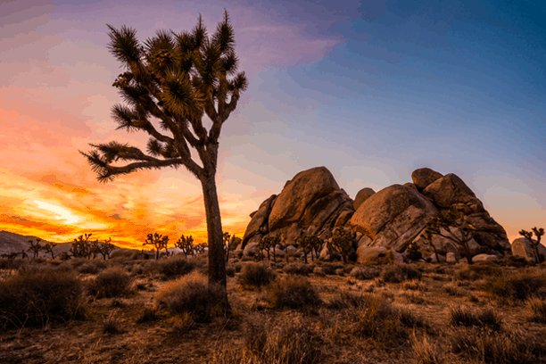 Joshua Tree National Park: A Desert Wilderness Like No Other